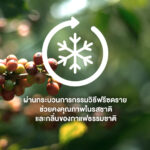 Boncafe Brazilian Freeze-Dried Gold Instant Coffee